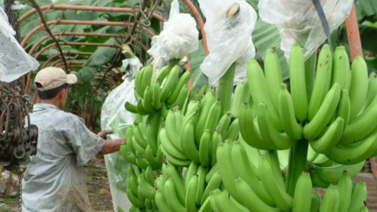 Hacienda. En enero de 2023 la producción de banano bajará 8,10 %, esto es 2,9 millones menos de cajas versus enero de 2022.