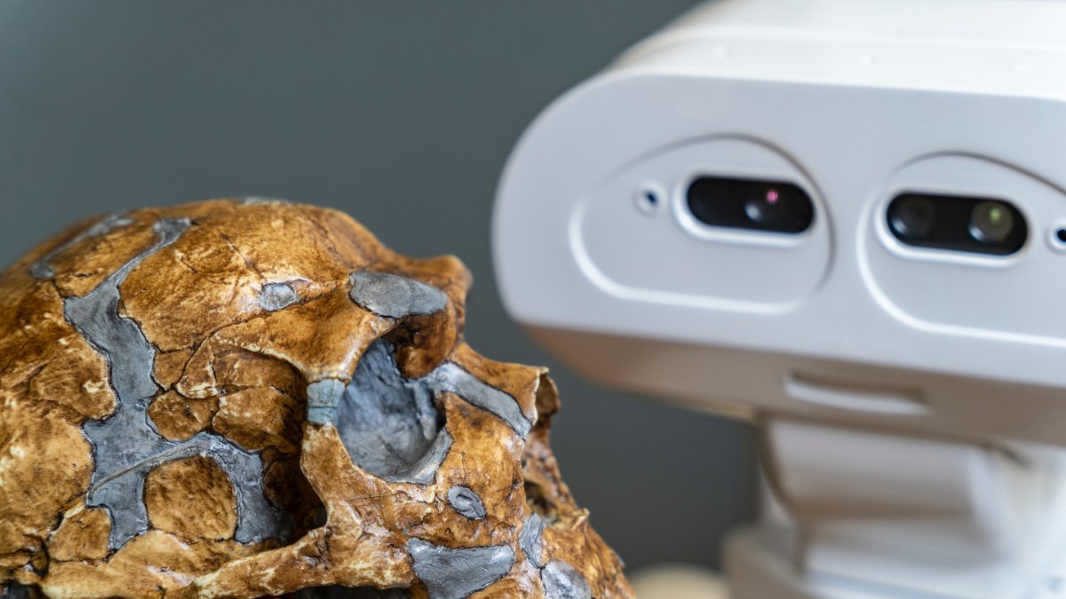 Molde de un cráneo de neandertal y el robot Tiago de PAL Robotics (Barcelona) en la Universidad Técnica de Delft en Países Bajos. Imagen facilitada por el investigador Pablo Lanillos.
