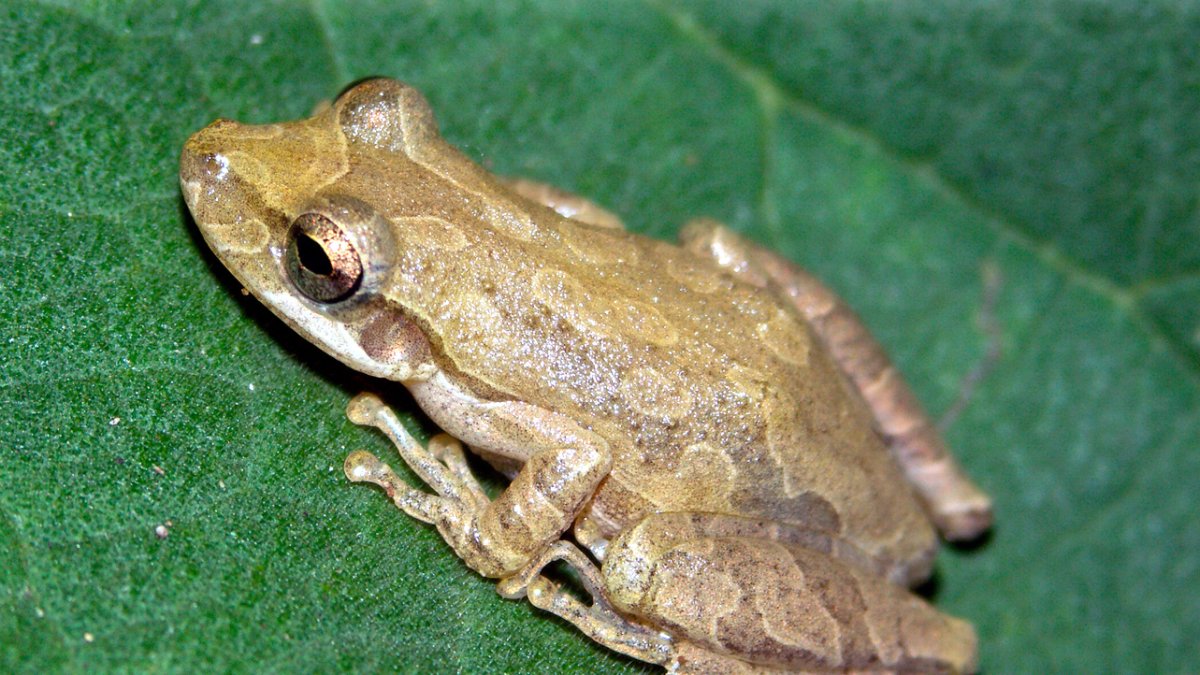 Fotografía sin fecha cedida por La Fundación Charles Darwin, que muestra una rana de árbol.
