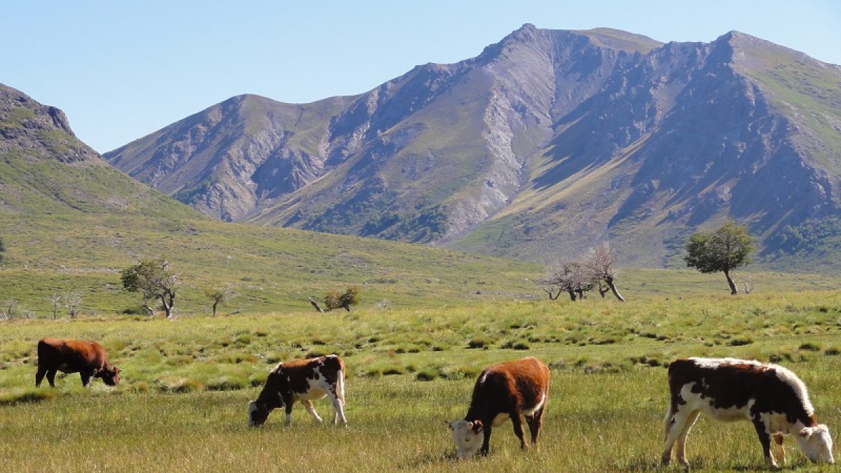 Imagen referencial de pastoreo en pastizales naturales.