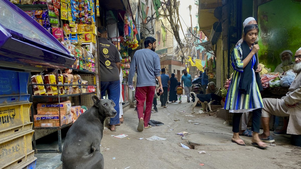Las calles, un territorio que en esta capital asiática tiene en los perros a miles de ocupantes sin dueños.