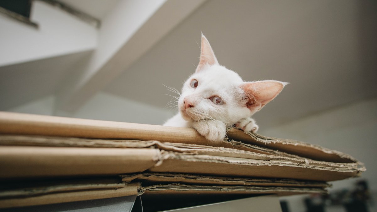 Tránsito. Los gatos sufren de mucho estrés cuando se los saco de su lugar habitual de residencia. Es por eso que se los debe preparar.