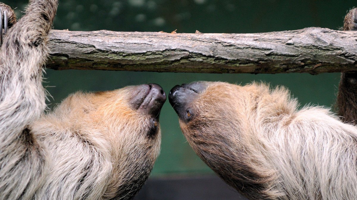Limón (Costa Rica). Un par de perezosos juguetea en el centro de rescate en un área protegida del Caribe.