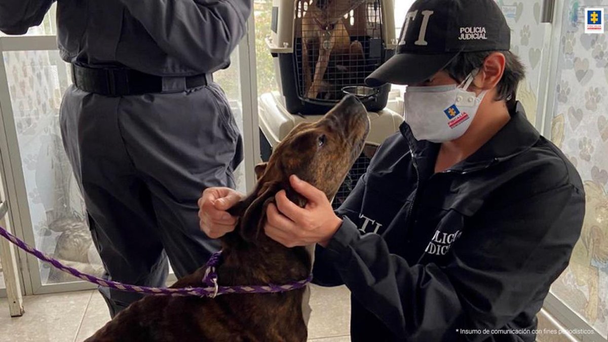 Bogotá. Delegados de la Fiscalía durante un operativo de rescate animal.