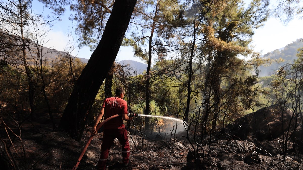 Los incendios han acabado con hectáreas de bosques.