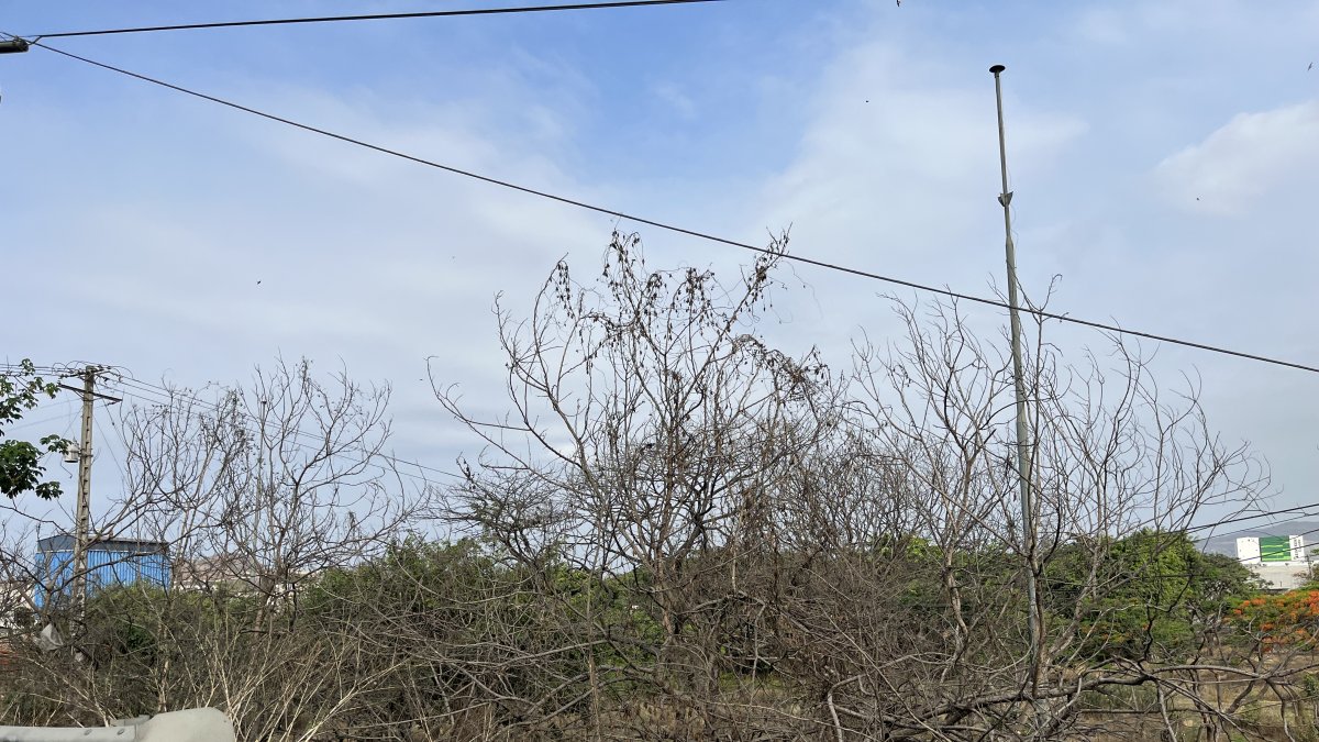 Estado. Hay arboles que mantienen su verdor, otros están secos y grises.