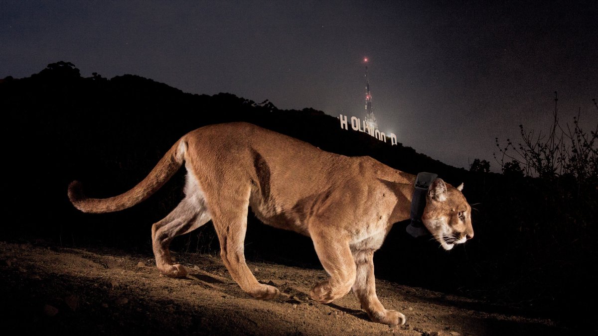 Un puma que se hizo famoso por viajar a través de dos congestionadas autopistas californianas  /National Geographic