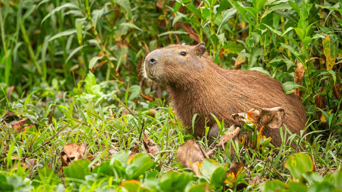 El capibara es una especie considerada vulnerable en Ecuador.
