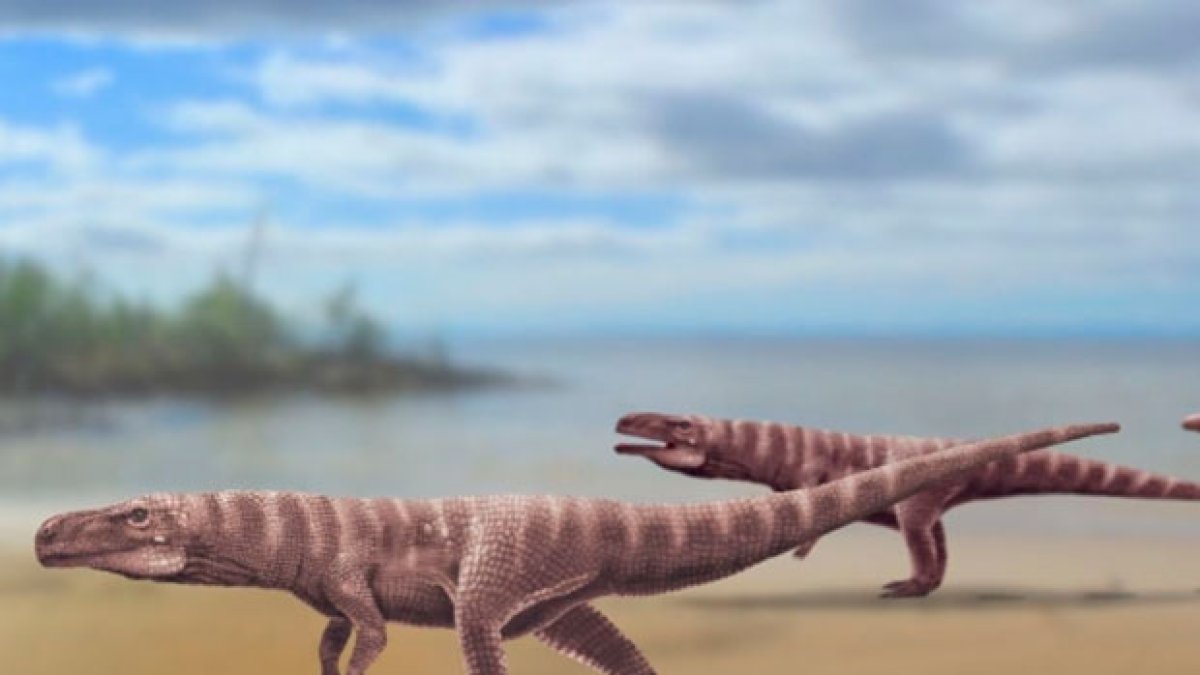 Imagen referencial. Fósil de antepasados de los cocodrilos hallado en China.