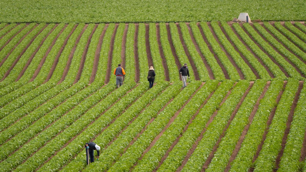 En la imagen de archivo, varios trabajadores del campo retiran malas hierbas en una plantación de lechugas.