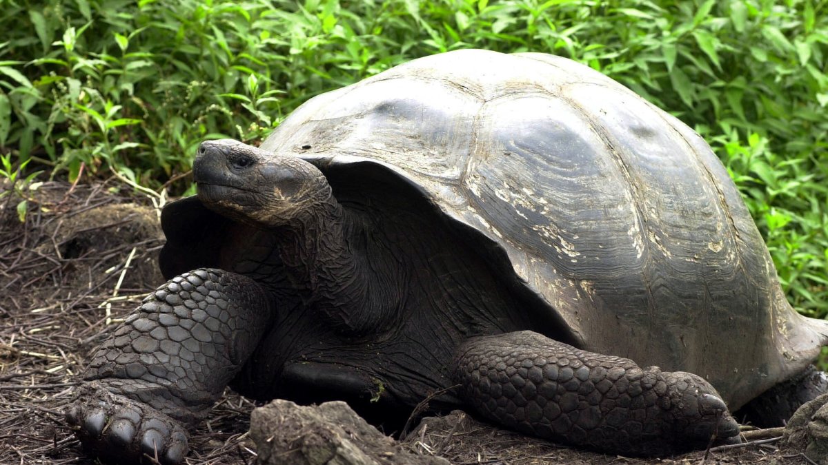 Una tortuga gigante o Galápago camina por un sendero del Parque Nacional Galápagos en la isla Santa Cruz del archipiélago de las islas Galápagos, en una fotografía de archivo.