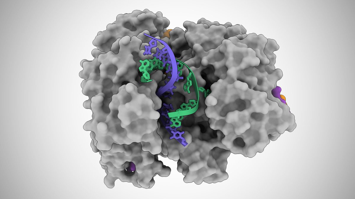 Ilustración basada en imágenes de microscopio crioelectrónico, de una proteína Cas12a2 que abre una doble hélice de ADN, lo que le permite cortar las hebras simples de ADN (azul y verde).