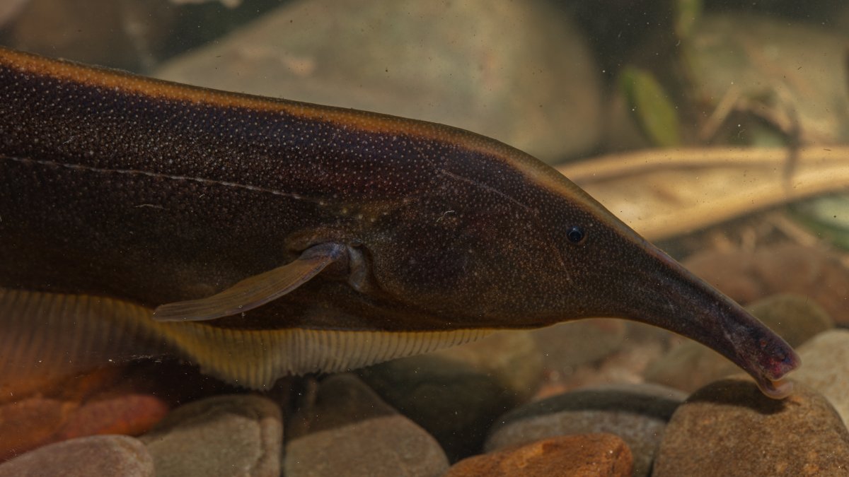 Imagen de un Sternarchorhynchus hagedornae, una de las 333 especies identificadas en un nuevo estudio sobre la diversidad de peces de agua dulce del Parque Nacional Madidi (Bolivia)