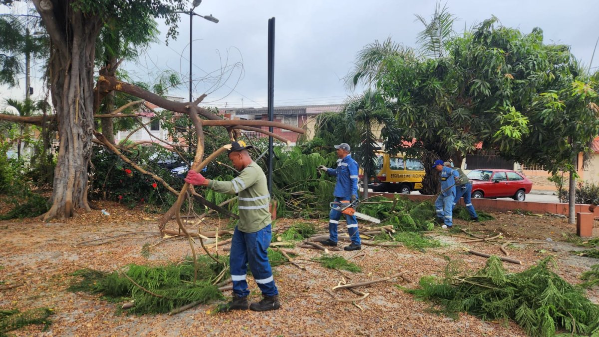 Especies. El retiro de los árboles se dio el martes 3 de enero.