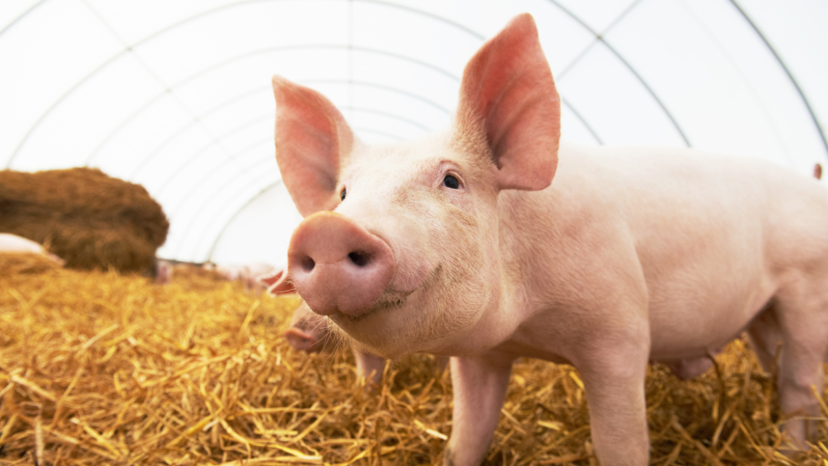 Un tejido artificial restaura la función eréctil en cerdos.