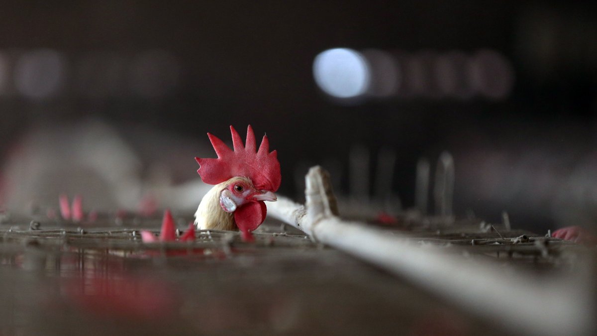 La influenza aviar se la ha detectado también en otros países como Canadá, Estados Unidos, México y Perú. 