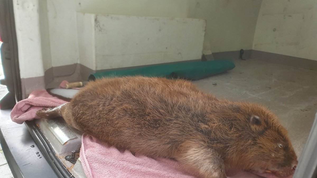 Exhibición. El animal, aparece tras ser recogido muerto en noviembre de 2022.