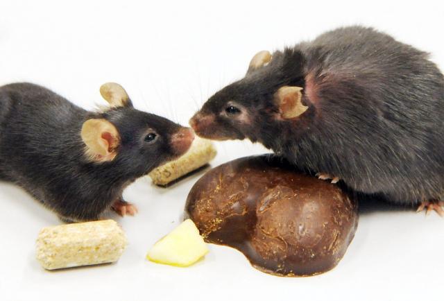 Previous obesity in mice can lead to epigenetic changes