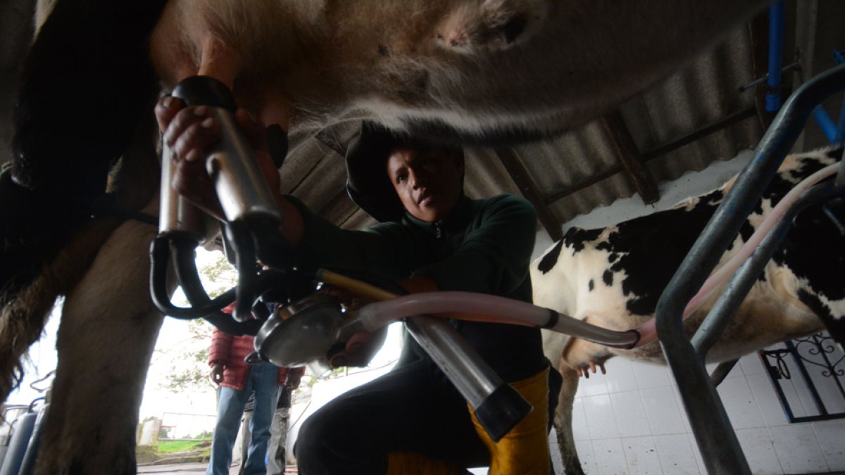 En el país existen cerca de 300.000 productores lecheros. 