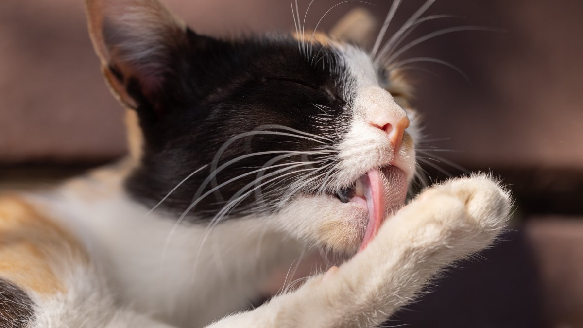 Un detalle. A diferencia de los perros, que usan la lengua como una cuchara, los gatos beben el líquido que queda atrapado entre sus papilas.