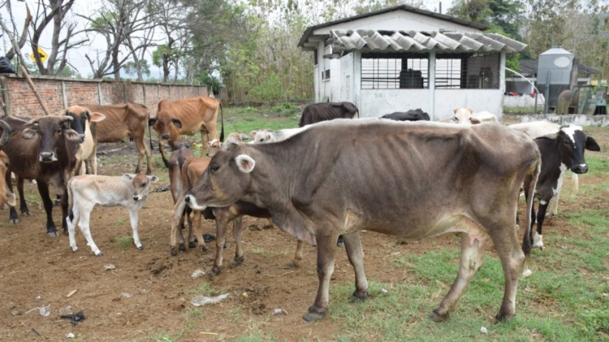 Hacienda. Algunas de las vacas en Manabí que por falta del pasto han bajado de peso y se ven sus costillas.