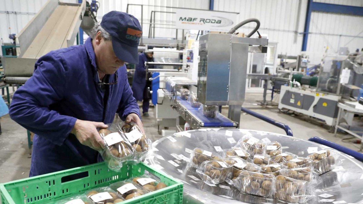Planta. Una persona trabajando en la sección de empaque de fruta.