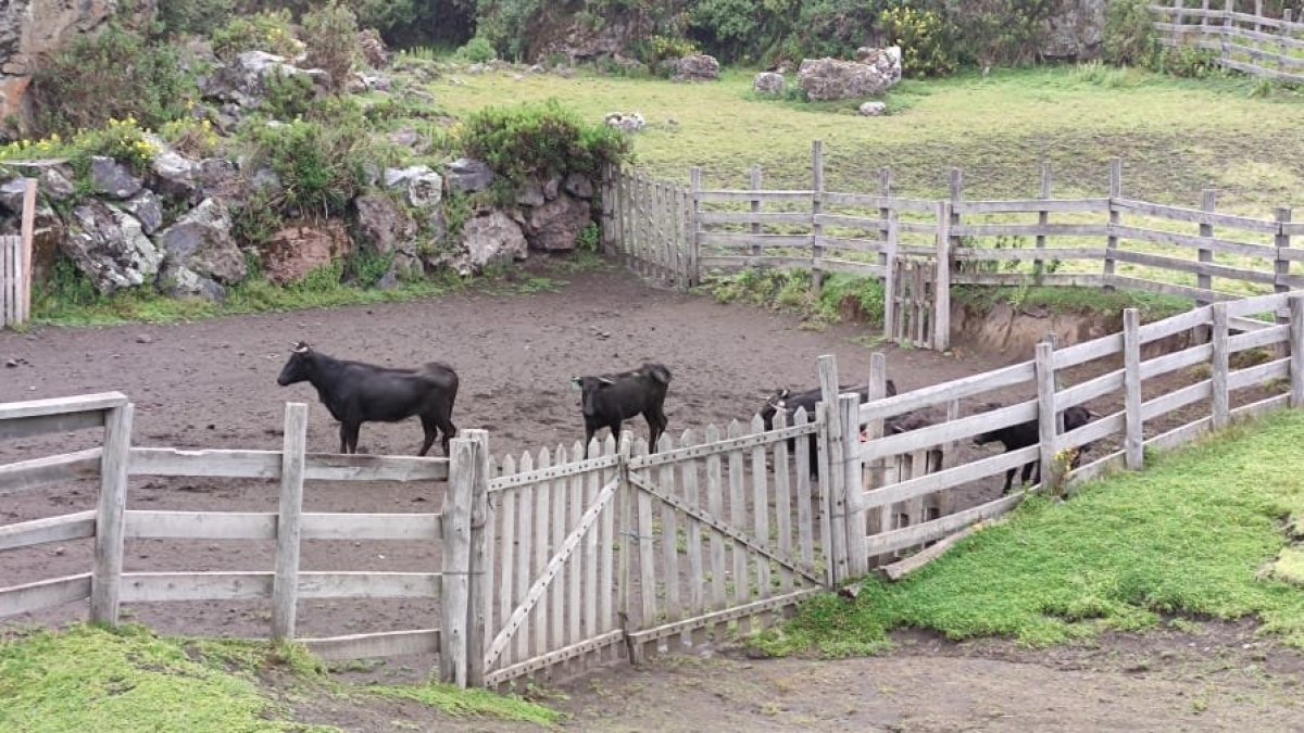 Fauna. Los toros en Píntag son bien cuidados por sus dueños.