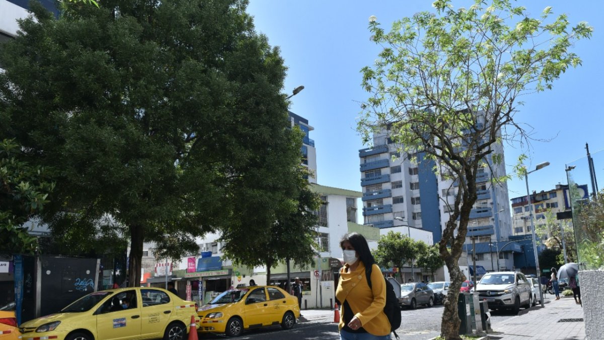 Data. Durante el 2022 el área de Áreas Naturales de la Epmmop plantó dos mil árboles, aproximadamente, entre pequeños y grandes en la ciudad.