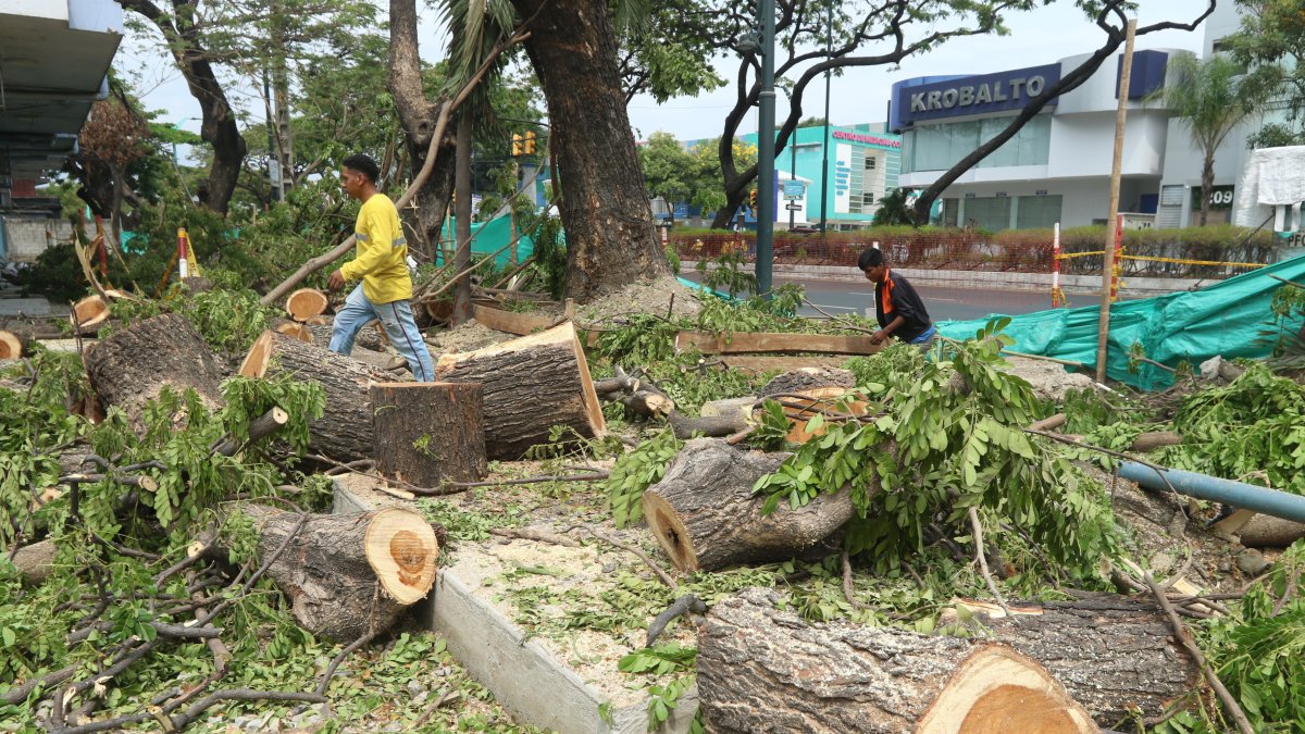 Entre sábado y domingo se podaron seis árboles ubicados en la avenida  Kennedy, al lado de la Universidad de Guayaquil.