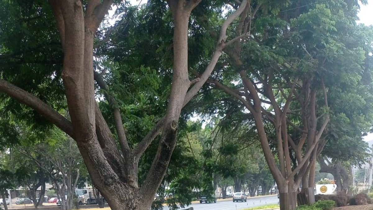 Hecho. Esta fotografía se viralizó en redes sociales.