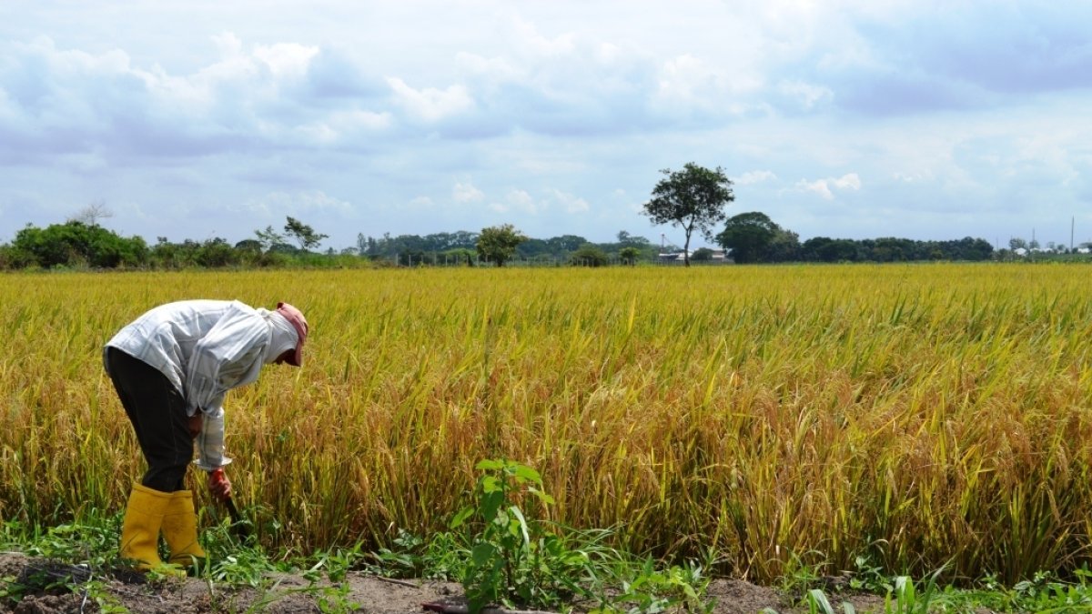 Referencia. Los agricultores  del Guayas cuentan a EXPRESO lo que necesitan para seguir produciendo.