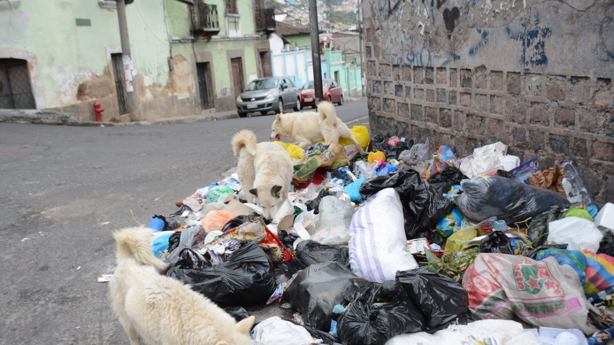 Los peludos en situación de calle se alimentan en cúmulo de basura.