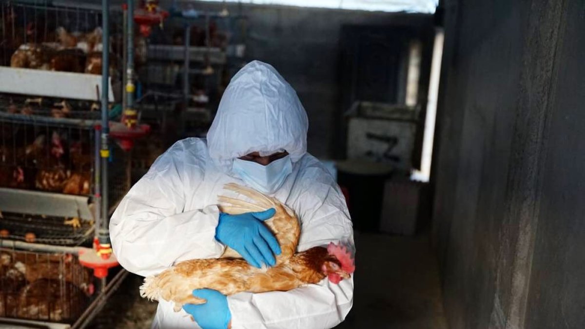 Aproximadamente 500.000 nuevas aves habían sido contagiadas de influenza o gripe aviar, informó el Ministerio de Agricultura y Ganadería (MAG) este lunes 9 de enero de 2023.