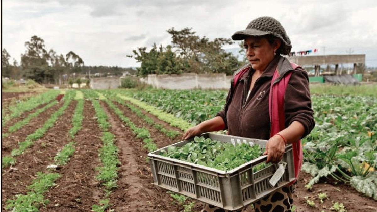 Campo. Los pequeños productores requieren de apoyos para tecnificarse y solucionar otros restos.