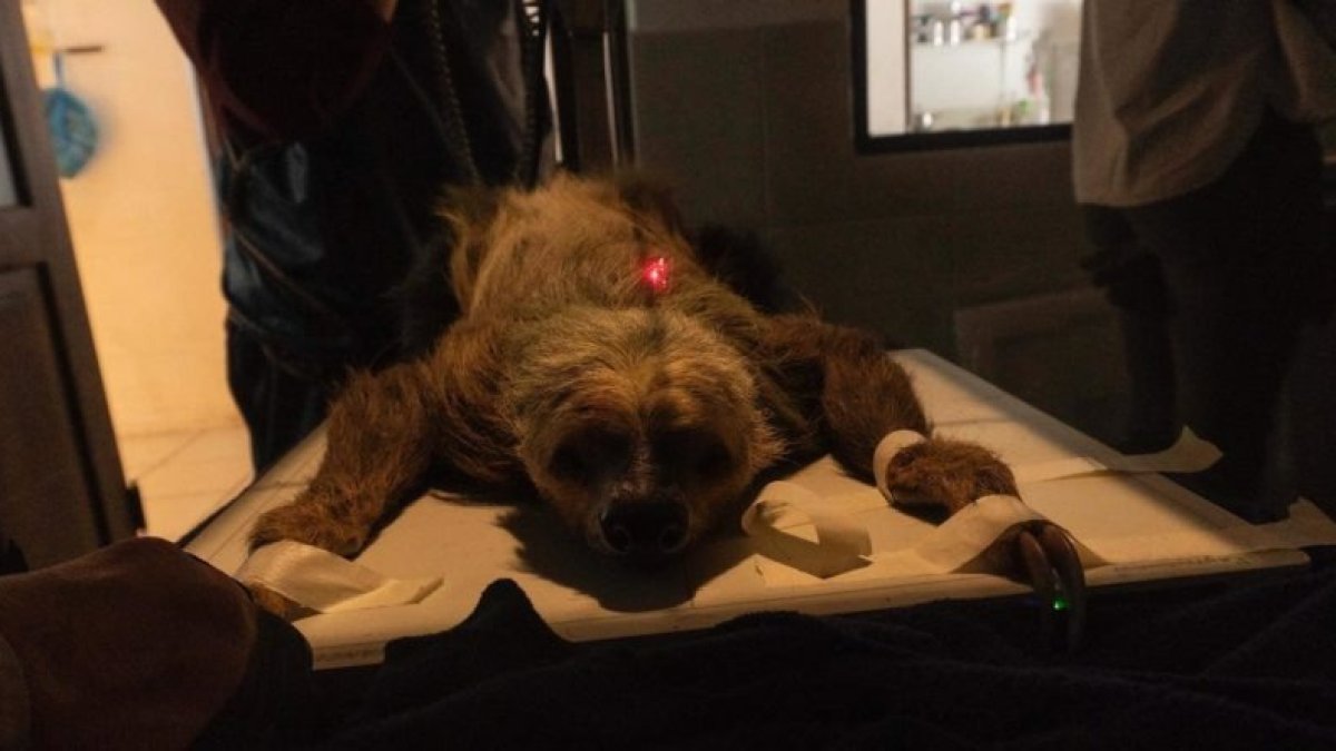 Una perezosa bajo cuidado en el Zoológico de Quito.