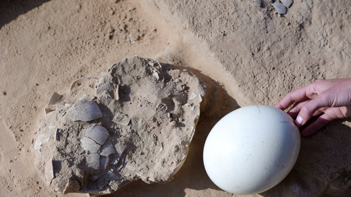 Huevo de avestruz