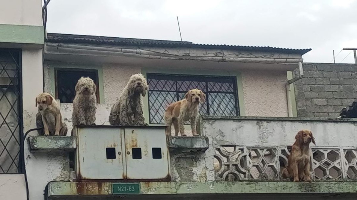 Centro. Cinco perros viven en malas condiciones dentro de una casa.