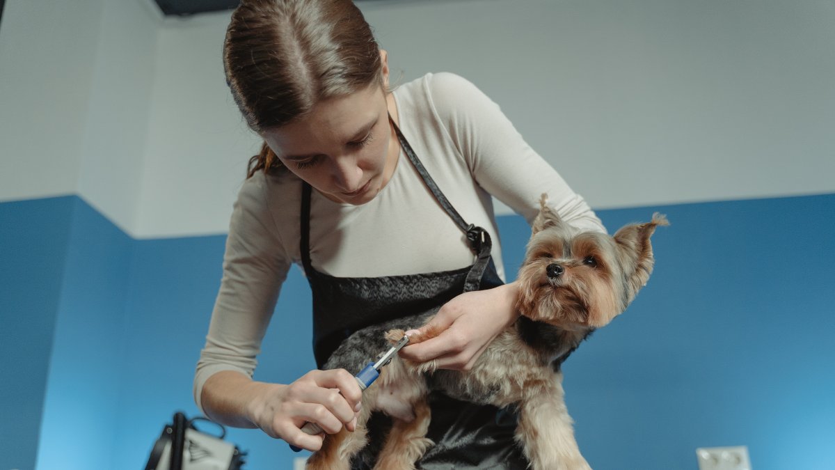 Atención. Aunque muchos tutores no tenga consciencia, cortarle las uñas es importante. Aporta comodidad al animal en sus actividades diarias.
