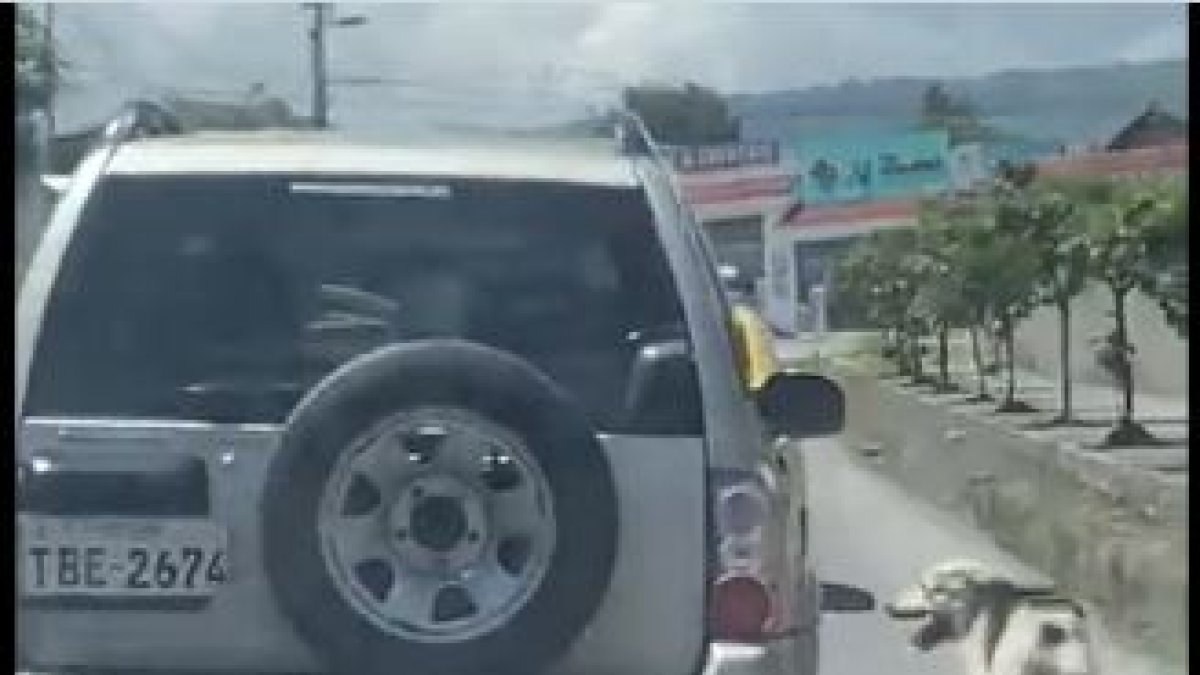 Persecución. El animalito intercepta al automotor en un par de ocasiones, pero el conductor no se detiene para recogerlo