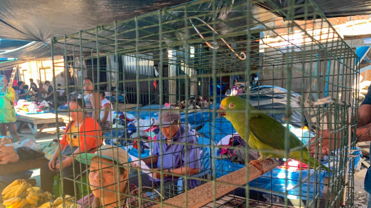 La oferta. El dueño de un puesto que se dedica a ofrecer animales vivos espera clientes. Exhibe un lorito en una jaula.