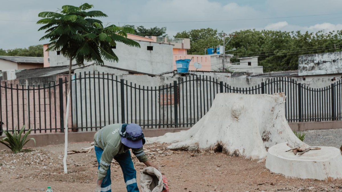En el sitio se pintaron troncos de árboles que ya habían sido cortados.