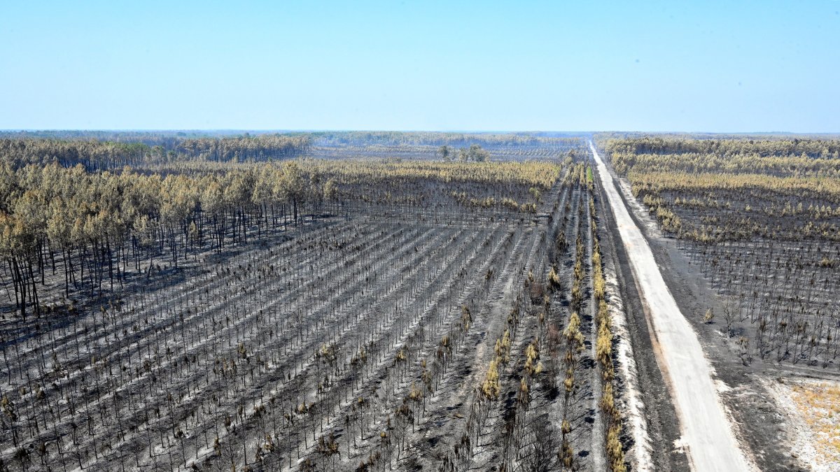 Imagen de archivo de una superficie de pinares arrasada por el fuego en Francia. EFE/