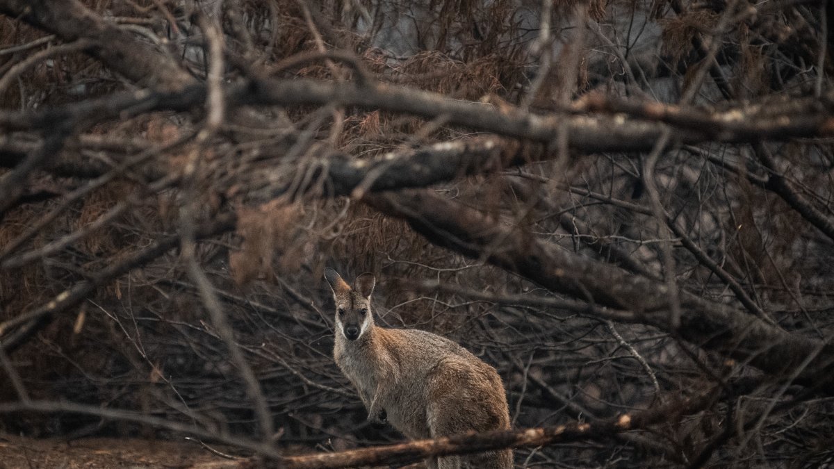 En la imagen de archivo, un ualabí de cuello rojo busca refugio entre matoralles quemados en Cobargo, Nueva Gales del Sur (Australia). / James Gourley