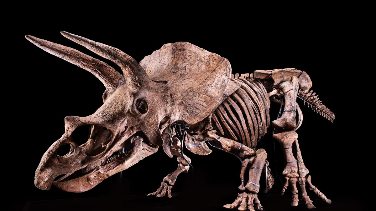 Fotografía cedida por el Glazer Children's Museum donde se muestra un esqueleto de un ejemplar de Triceratops, apodado 