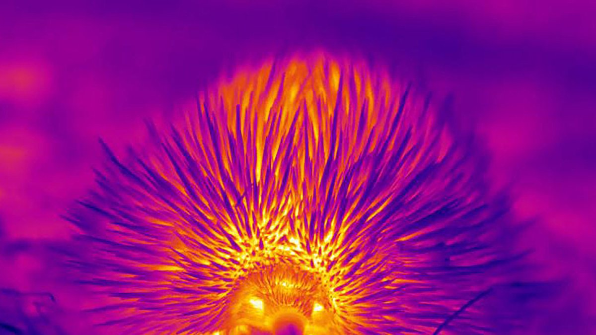 Los equidnas, un mamífero ovíparo parecido a un erizo, tiene pocas defensas contra el calor en Australia, por lo que ha desarrollado varios trucos.