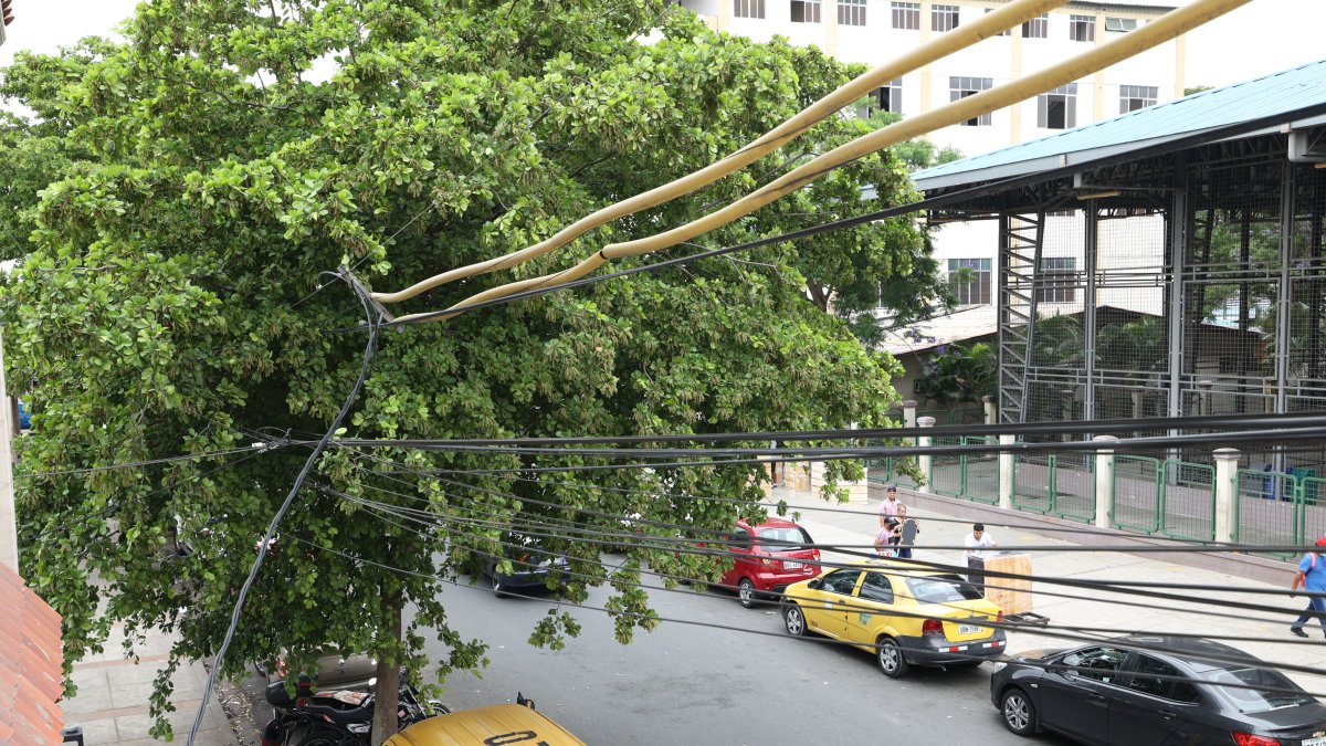 Viviendas.  En los balcones se puede observar cómo los cables se enredan entre los árboles.