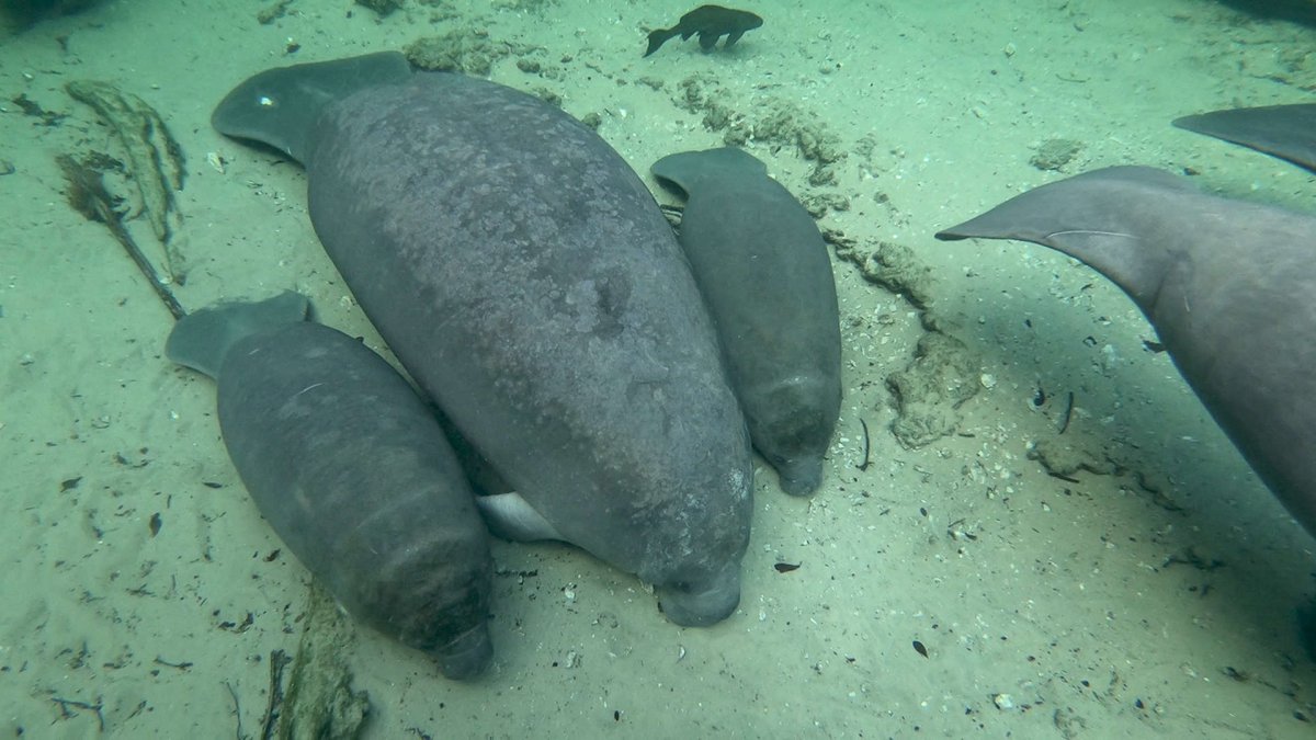 Fotografía divulgada por el Instituto de Ciencias Agrícolas y Alimentarias de la Universidad de Florida en el Condado de Volusia (UF IFAS Extension Volusia County) donde se aprecia a una manatí junto a sus recién nacidos mellizos.