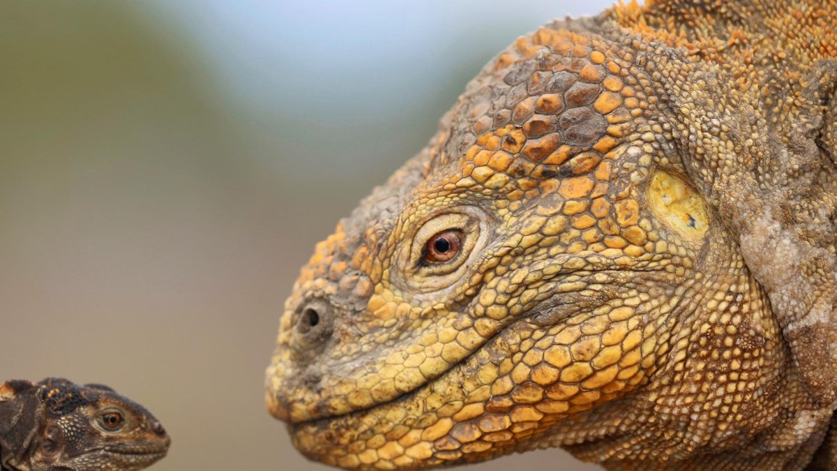 Fotografía fechada el 16 de enero de 2018, cedida por Parque Nacional Galápagos, que muestra iguanas terrestres amarillas (Conolophus subcristatus) en Fernandina, Galapagos (Ecuador).