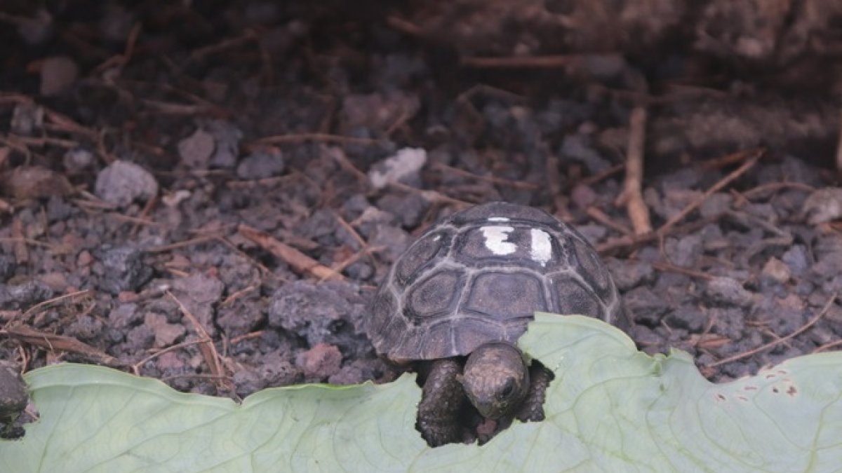 Un ejemplar de tortuga del Centro de Crianza Arnaldo Tupiza, del Parque Nacional Galápagos. Imagen referencial.