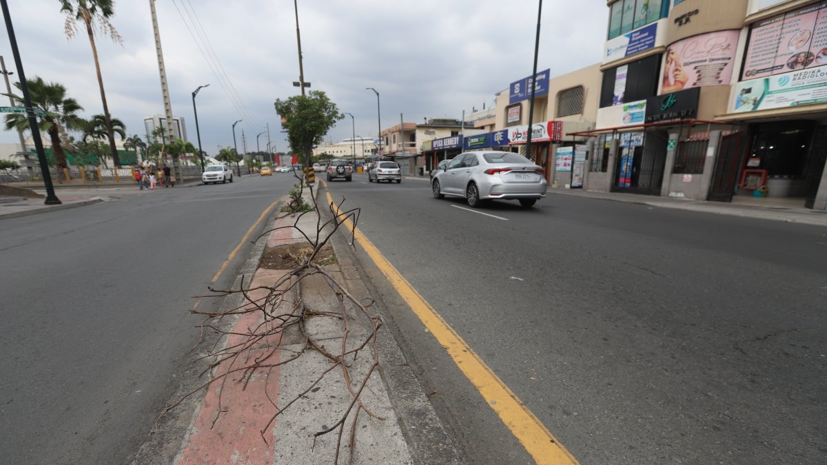 Este árbol, a decir de la ciudadanía, permanece sobre el parterre desde ya hace varias semanas.